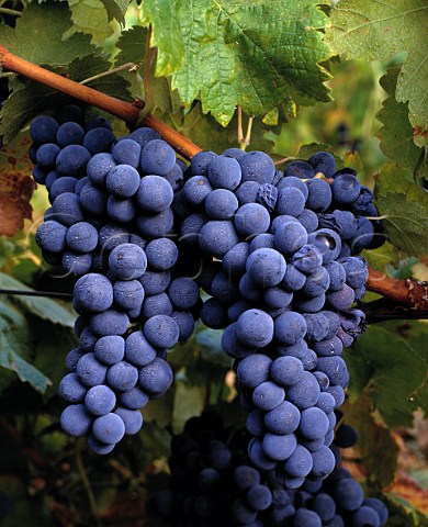 Trincadeira grapes in vineyard of Herdade do Esporao Reguengos de Monsaraz Portugal  Alentejo