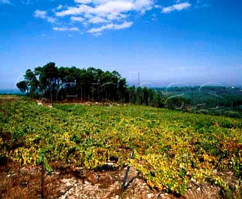 Vineyard at Aguieira south of Viseu Portugal   Dao
