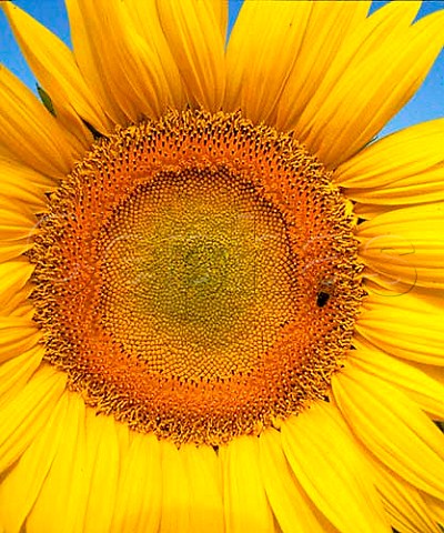 Sunflower France