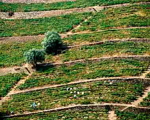 Harvest time in the Santa Teresa vineyard of Quinta   do Crasto  In the Douro Valley between Regua and   Pinho Portugal     Port  Douro
