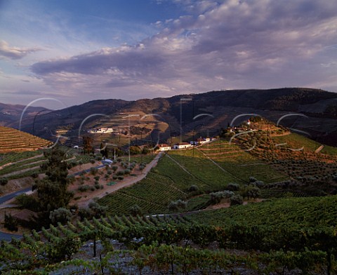 The last of the evening sun falls on   Quinta do Crasto and its vineyards in the Douro Valley between Regua and Pinhao with Quinta So Luis on the far bank Portugal   Port  Douro