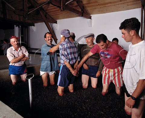 Guessing who has hit you a game to pass the time   whilst treading grapes in lagar at Quinta do Crasto   In the Douro Valley between Regua and Pinhao   Portugal    Port  Douro