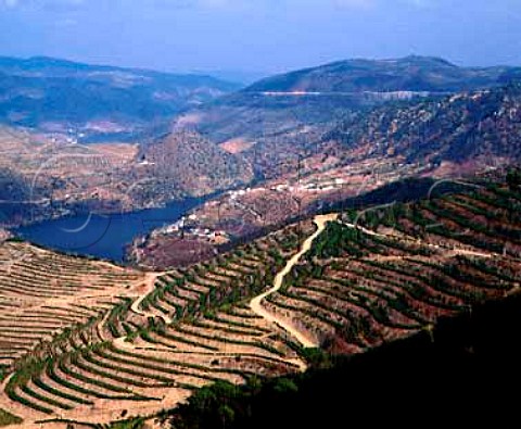 Terraced vineyards on the hill of Taylors   Quinta de Vargellas high in the Douro   Valley east of Pinho Portugal   Port