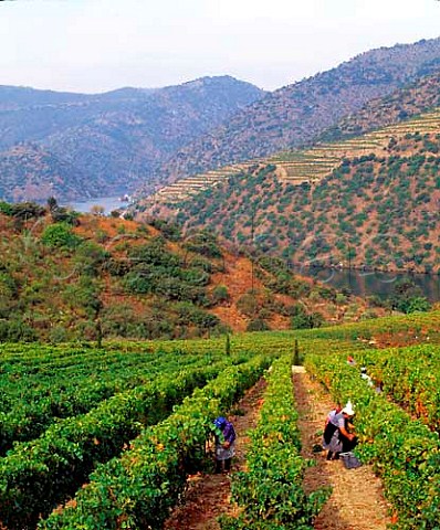 Harvesting Tinta Amarella grapes on Taylors Quinta   da Vargellas high in the Douro valley east of   Pinho Portugal   Port