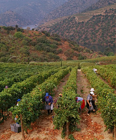 Harvesting Tinta Amarella grapes in vineyard on   Taylors Quinta de Vargellas high in the Douro   valley east of Pinho Portugal   Port