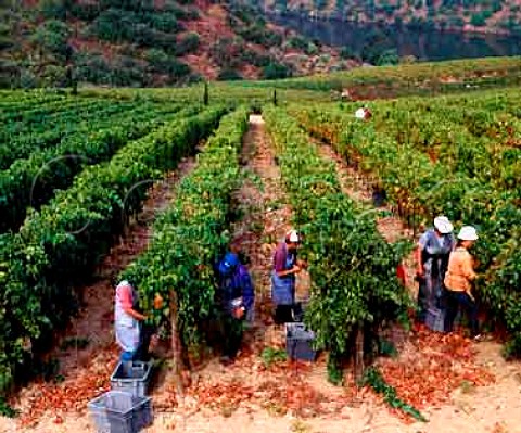 Harvesting Tinta Amarella grapes on Taylors Quinta de Vargellas high in the Douro valley east of Pinho Portugal   Port
