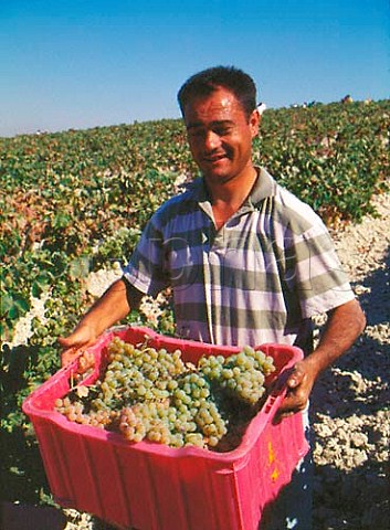 Harvesting Palomino Fino grapes on Via Esteve of   Gonzalez Byass Jerez Andaluca Spain  Sherry