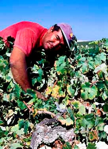 Harvesting Palomino Fino grapes on Via Esteve of   Gonzalez Byass Jerez Andalucia Spain  Sherry