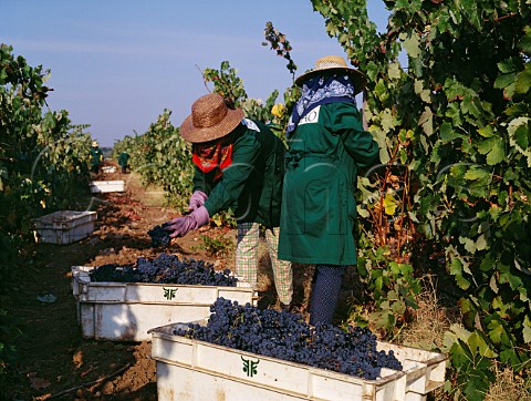 Harvesting Trincadeira grapes in vineyard of    Herdade do Esporo Reguengos de Monsaraz Portugal  Alentejo