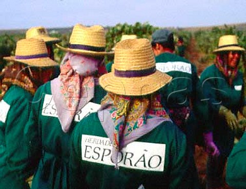 Pickers of Herdade do Esporao   Reguengos de Monsaraz Portugal  Alentejo