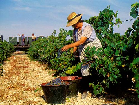 Harvesting Merlot grapes in vineyard of  Fiuza Bright at Santarm Portugal    Ribatejo