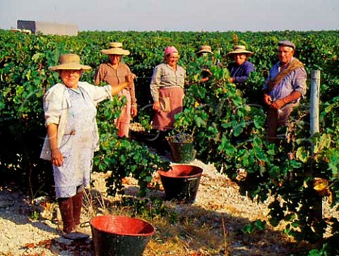 Harvesting Merlot grapes in vineyard of  Fiuza Bright at Santarm Portugal    Ribatejo