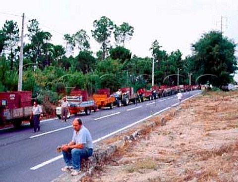 Queue of tractors waiting to deliver grapes to the   Adega Cooperativa de Silgueiros near Viseu Portugal   Dao
