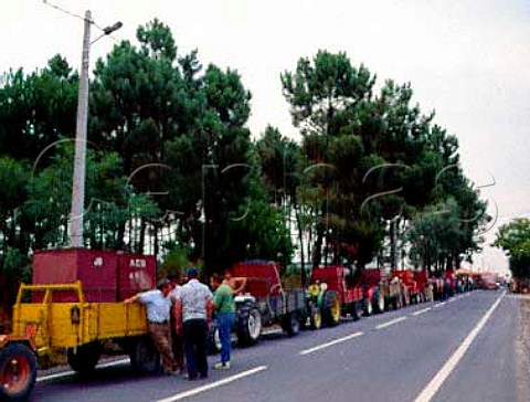 Queue of tractors waiting to deliver grapes to the   Adega Cooperativa de Silgueiros near Viseu Portugal   Dao