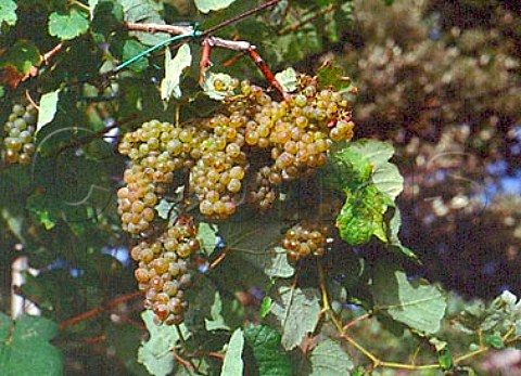 Hondarribi Zuri grapes at Guetaria Guipzcoa   Spain     DO Chacol de Guetaria