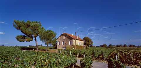 Chteau le Pin the old previous building with its pine tree and vineyard Pomerol Gironde France  Pomerol  Bordeaux