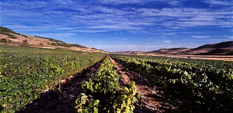 Pago de Carraovejas vineyard at Peafiel Valladolid province Spain Ribera del Duero