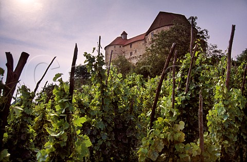 Vineyard at Veliki Tabor   Hrvatsko Zagorje Croatia