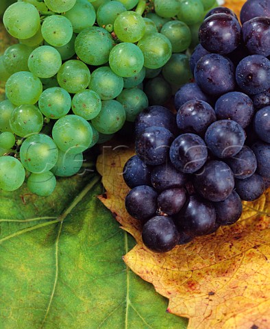 Chardonnay and Pinot Noir grapes and leaves