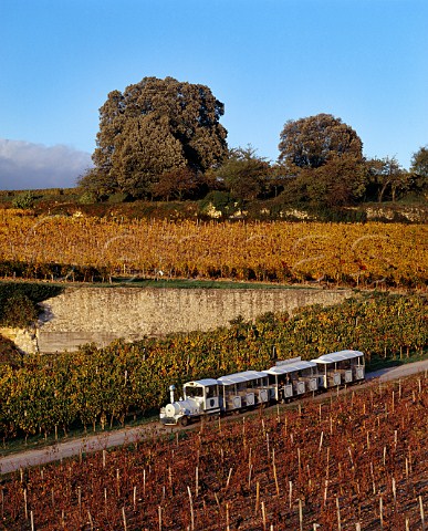 Tourist train passing through the vineyards of Chteaux Pavie and PavieDecesse with exposed limestone subsoil Stmilion Gironde France