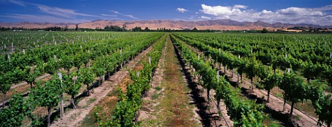 Woodbourne vineyard of Brancott Estate Marlborough New Zealand