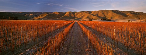 Fairhall Downs Vineyard in the Upper Brancott Valley Marlborough New Zealand