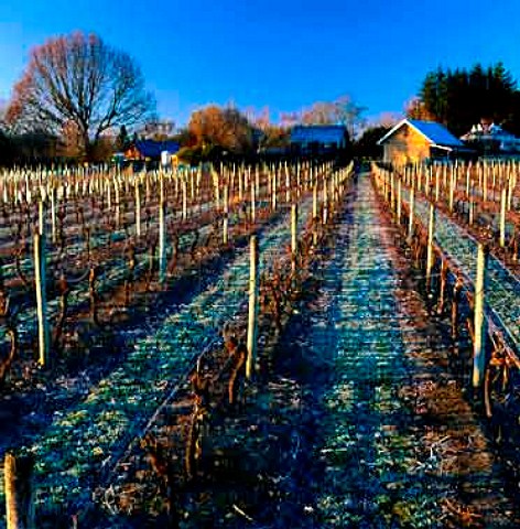 Neudorf Vineyards in winter  Upper Moutere New Zealand  Nelson