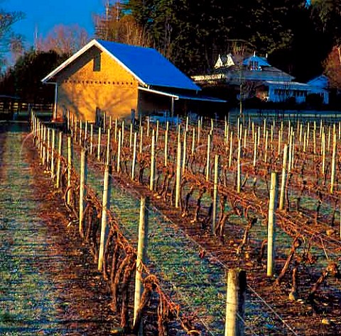 Neudorf Vineyards in winter  Upper Moutere New Zealand  Nelson
