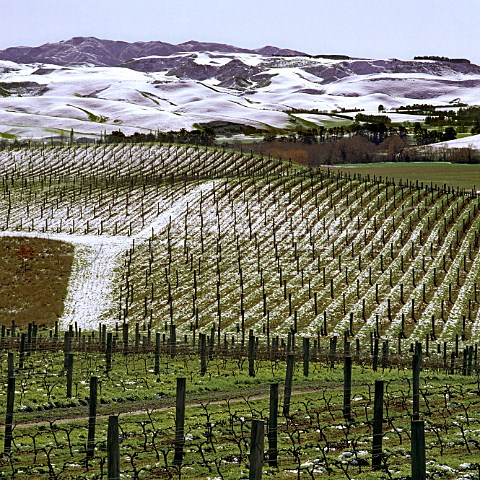 Snow on Omihi Hills vineyard of Daniel Schuster Waipara New Zealand Waipara