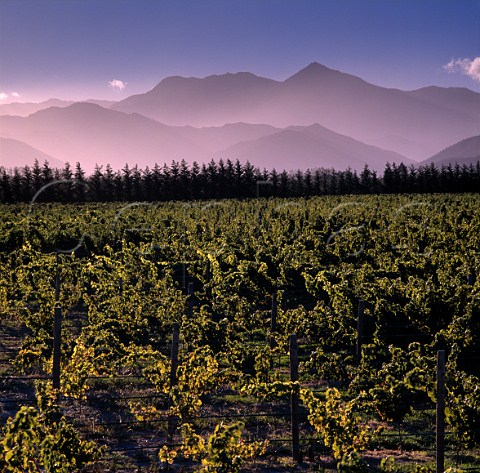 Moorlands Vineyard of Allan Scott with the  Richmond Ranges in distance Rapaura New Zealand Marlborough