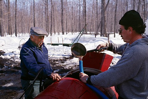 Maple sap collection  Vercheres Quebec Canada