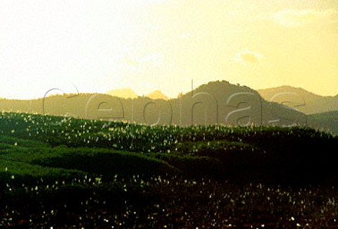 Sugar Cane flowers shimmering in the sunset Mauritius Mascarene Islands