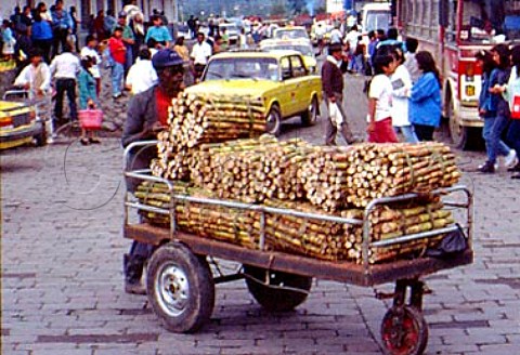 Trailerload of sugar cane  Ibaraa Ecuador