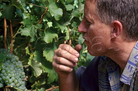 Herman Kirschbaum tasting his Sauvignon   Blanc grapes  Buitenverwachting South Africa   Constantia