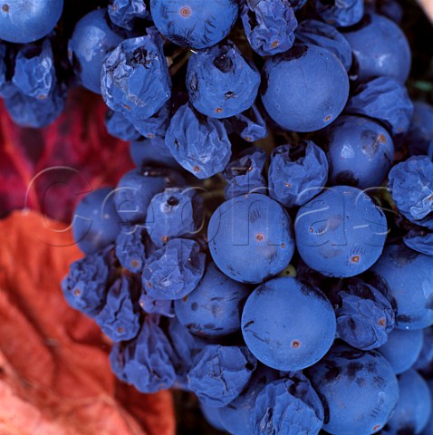 Superripe Zinfandel grapes