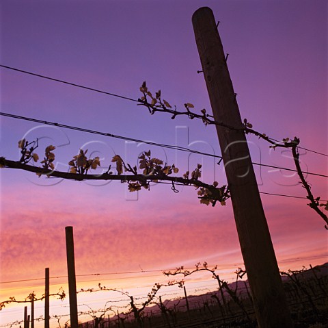 Budburst on vines at sunset  Marlborough New Zealand