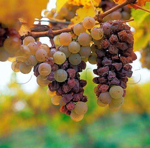Riesling grapes affected by Botrytis  Marlborough New Zealand