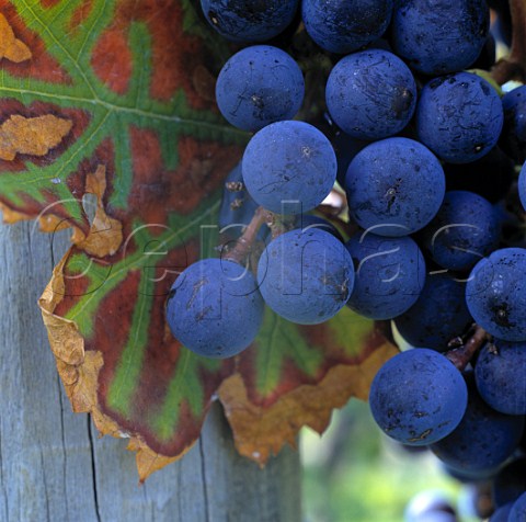 Merlot grapes   Marlborough New Zealand