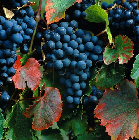 Malbec grapes  New Zealand