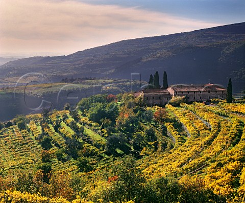 Autumnal vineyards in the hills above Fumane Veneto Italy Valpolicella Classico