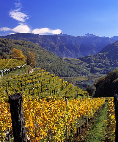 Autumnal vineyard above Lago di Caldaro   Alto Adige Italy Caldaro DOC