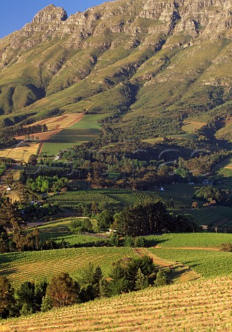 Thelema Mountain Vineyards on the slopes   of the Simonsberg Stellenbosch South   Africa