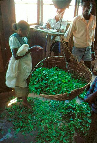 Weighing tea leaves after pickingLabookellie Estate Sri Lanka