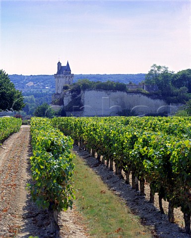 Clos de lEcho vineyard of CoulyDutheil by the   chteau at Chinon IndreetLoire France    AC Chinon