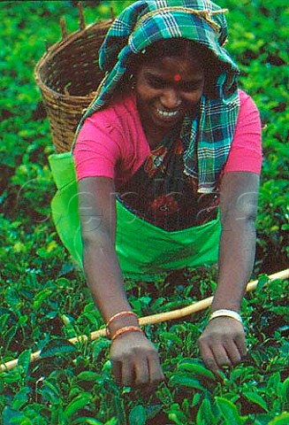 Tea picker on the Labookellie Estate Sri Lanka