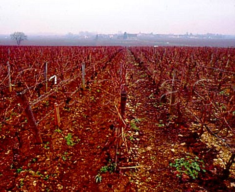 Ploughed soil in the biodynamic Clavoillon vineyard of Domaine Leflaive on the right is a neighbours unploughed vineyard in which the soil is compressed PulignyMontrachet Cte dOr France
