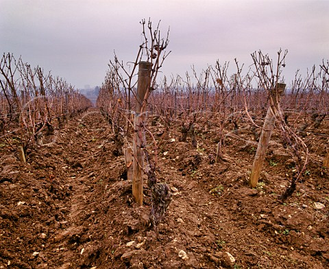 Ploughed soil in Clavoillon vineyard of   Domaine Leflaive which is managed on   biodynamic principles  PulignyMontrachet Cte dOr France Cte de Beaune Premier Cru