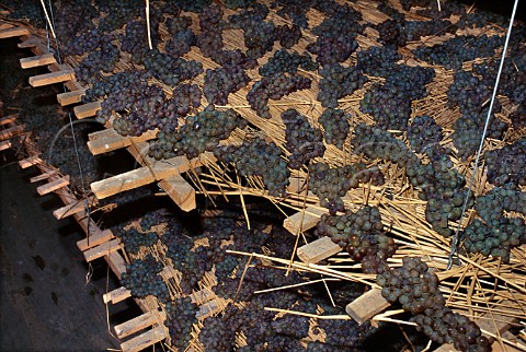 Grapes drying for Vin de Paille in LHermite of Domaine JL Chave on the hill of Hermitage TainlHermitage Drme France