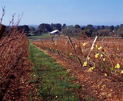 Vineyard of Stoniers Winery Red Hill Victoria   Australia   Mornington Peninsula
