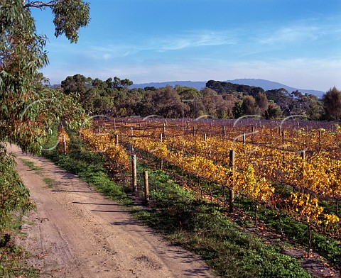Hickinbotham of Dromana vineyard Dromana Victoria   Australia  Mornington Peninsula